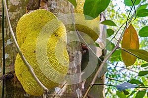 A jackfruit, jaca hanging from a jackfruit tree. Species Artocarpus heterophyllus. Zanzibar, Tanzania