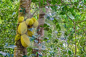 A jackfruit, jaca hanging from a jackfruit tree. Species Artocarpus heterophyllus. Zanzibar, Tanzania