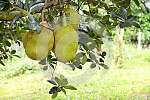 Jackfruit on a jack tree.
