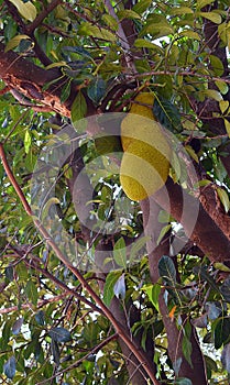 Jackfruit on Jack Tree - Artocarpus Heterophyllus