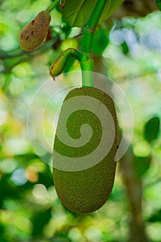 Jackfruit or Jack Tree Artocarpus heterophyllus. Green jackfruit hanging on the tree. This is the national fruit of Bangladesh.