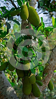 Jackfruit or Jack Tree Artocarpus heterophyllus. Numerous green young jackfruits are hanging on the trees. This is the national