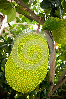 Jackfruit and jackfruit trees are hanging from a branch