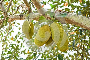 Jackfruit on jackfruit trees are hanging from a branch in the tropical fruit garden in summer