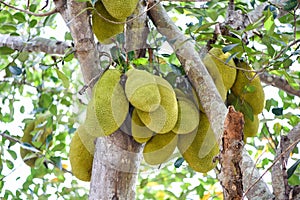 Jackfruit on jackfruit trees are hanging from a branch in the tropical fruit garden in summer