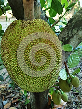 Jackfruit jacktree