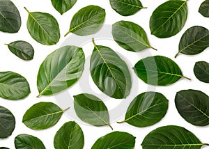 Jackfruit or jak tree leaves pattern background