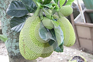 Jackfruit