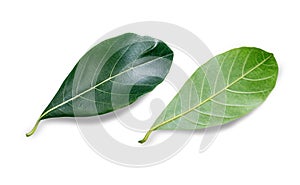 Jackfruit leaf isolated on white background.