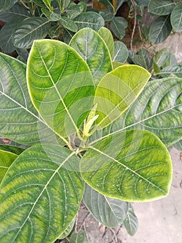 Jackfruit leafs closeup