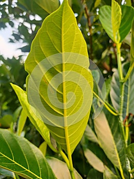 Jackfruit leaves Artocarpus Heterophyllus L