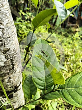 Jackfruit leaves infested by stink bugs