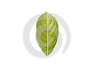 Jackfruit leaves isolated on white background