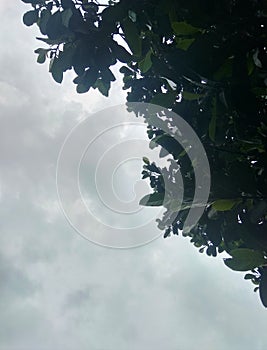 Jackfruit leaves in the photo from below