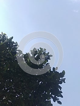 Jackfruit leaves in the photo from below