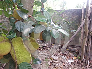 jackfruit