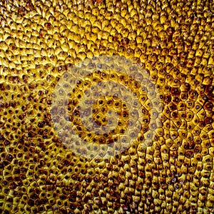 Texture or background jackfruit peel