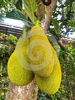 jackfruit