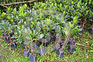 jackfruit plant tree , Young plant of jackfruit in soil seedling bag for planting