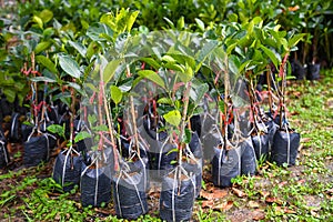jackfruit plant tree , Young plant of jackfruit in soil seedling bag for planting