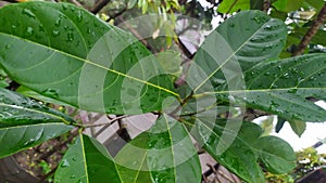 jackfruit plants affected by rindrops