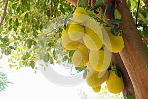 Jackfruit Produce