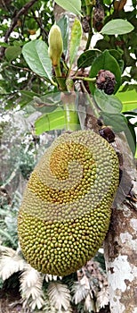 jackfruit that is quite large but still waiting to be ripe