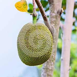 Jackfruit ripening on tree