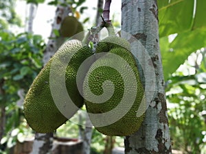 Jackfruit - it& x27;s origin is in the region between the western Ghats of Southern India and the rainforest of Malaysia