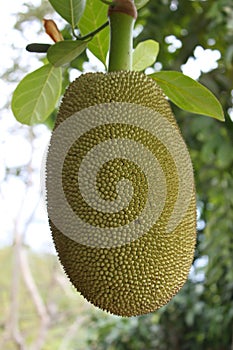 Jackfruit