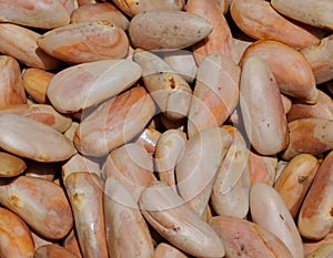 Jackfruit seed