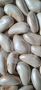 Jackfruit  seeds food background  texture