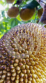 jackfruit skin texture ready for harves photo