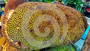 Jackfruit is sold at the Manokwari traditional market, West Papua.