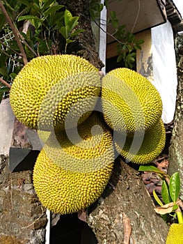 jackfruit that is still requested photo