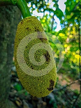 Jackfruit is still small. Jackfruit tree and jackfruit. Its scientific name is Artocarpus heterophyllus.