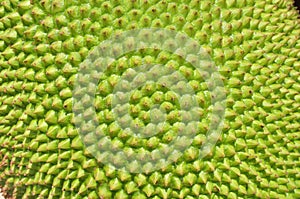 Jackfruit surface