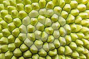 Jackfruit surface