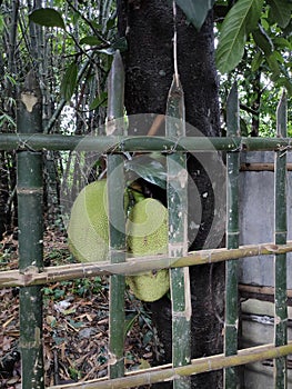 Jackfruit..sweet fruit and testy