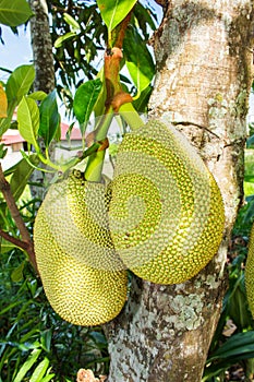 Jackfruit in thai garden