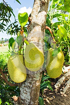 Jackfruit in thai garden