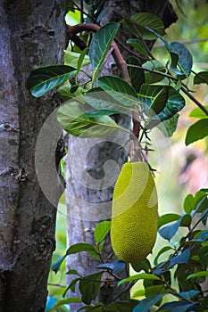 Jackfruit on The Tree