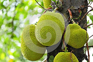 Jackfruit on tree