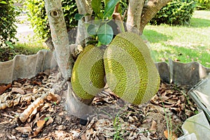 Jackfruit at tree