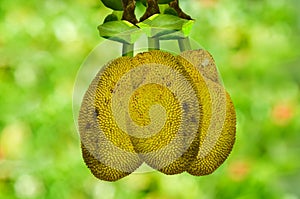 Jackfruit on tree