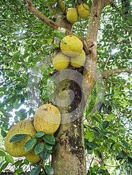 Jackfruit tree