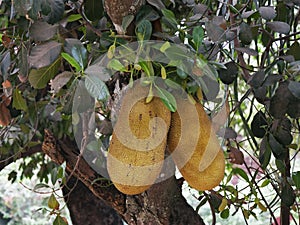 Jackfruit Tree, artocarpus heterophyllus, Cambodia