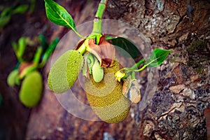 Jackfruit Tree Artocarpus heterophyllus photo