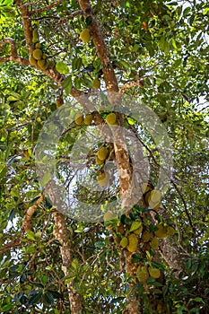 Jackfruit Tree Artocarpus heterophyllus..with a lot of hanging Fruits, Cape Tribulation, Queensland, Australia