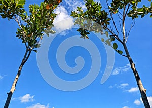 Jackfruit tree with a beautiful blue sky